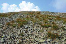 Murawy alpejskie na wschodnim stoku Śnieżki (LŻ) Sit skucina i kostrzewa niska (LŻ) Kostrzewa niska (LŻ) ochroleuca, Cetraria nivalis, C. cucullata i Thamnolia vermicularis.