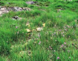 Zróżnicowanie zbiorowisk i bogactwo gatunkowe roślinności Żyły Bazaltowej i jej stożka usypiskowego poniżej wynika z bardzo korzystnych dla roślin warunków związanych z podłożem bazaltowym.