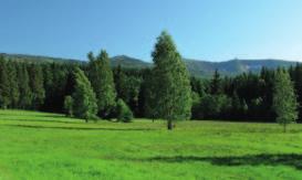 powierzchnia na Hali Szrenickiej dochodzi do 1,5 ha, a na Hali pod Łabskim Szczytem sięga aż 2,5 ha kosztem zbiorowisk trawiastych i ziołoroślowych (Kącki i Pender 2008).