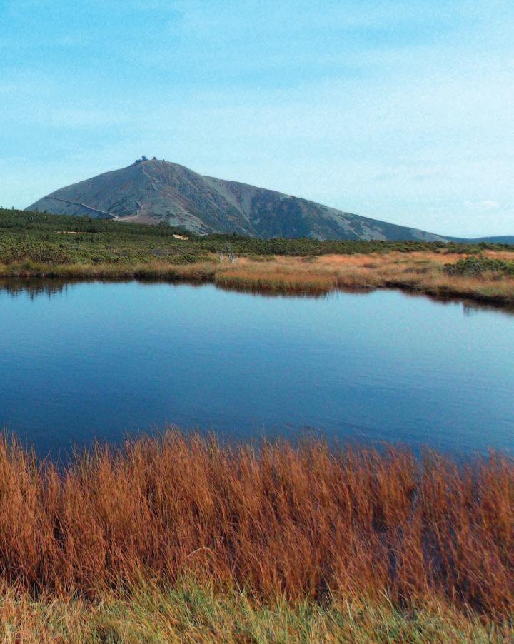 Rzadkie i zagrożone gatunki roślin ekosystemów nieleśnych Karkonoskiego Parku Narodowego Florę Karkonoszy tworzy 1226 gatunków roślin naczyniowych, z czego w piętrze subalpejskim i alpejskim, powyżej
