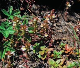 Bażyna obupłciowa (BW) Jest to krzewinka tworząca gęste darnie wysokości 15-40 cm. Jej ciemnozielone liście z białą krawędzią wyrastają w zwartych okółkach.