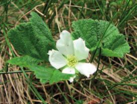 W Karkonoszach obserwowano kwitnienie roślin od połowy maja (w miejscach najbardziej eksponowanych i nasłonecznionych), aż do drugiej połowy lipca.