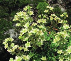 Skalnica darniowa bazaltowa Saxifraga moschata Wulfen subsp. basaltica (Braun- -Blanq.) H.