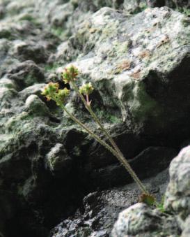 zagrożony Skalnica bazaltowa jest endemitem Karkonoszy i rośnie wyłącznie w Żlebie Bazaltowym w Małym Śnieżnym Kotle.