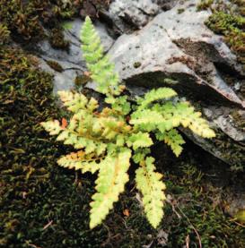 Rodzina: Babkowate Plantaginaceae Karkonoszy (PL): C1 krytycznie zagrożony Przetacznik alpejski jest gatunkiem związanym z obszarami arktycznymi i górskimi.