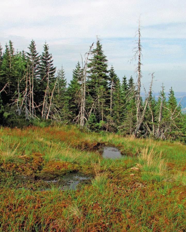Górna granica lasu Naturalnie wykształcona górna granica lasu występuje tylko w najwyższych polskich pasmach górskich. Ma ona bardzo istotne znaczenie krajobrazowe i ekologiczne.