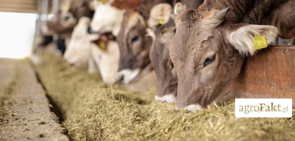 .pl https://www..pl Będzie zakaz stosowania pasz GMO w żywieniu bydła? Autor: mgr inż.