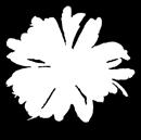 00*8cm szkło BOMBKI