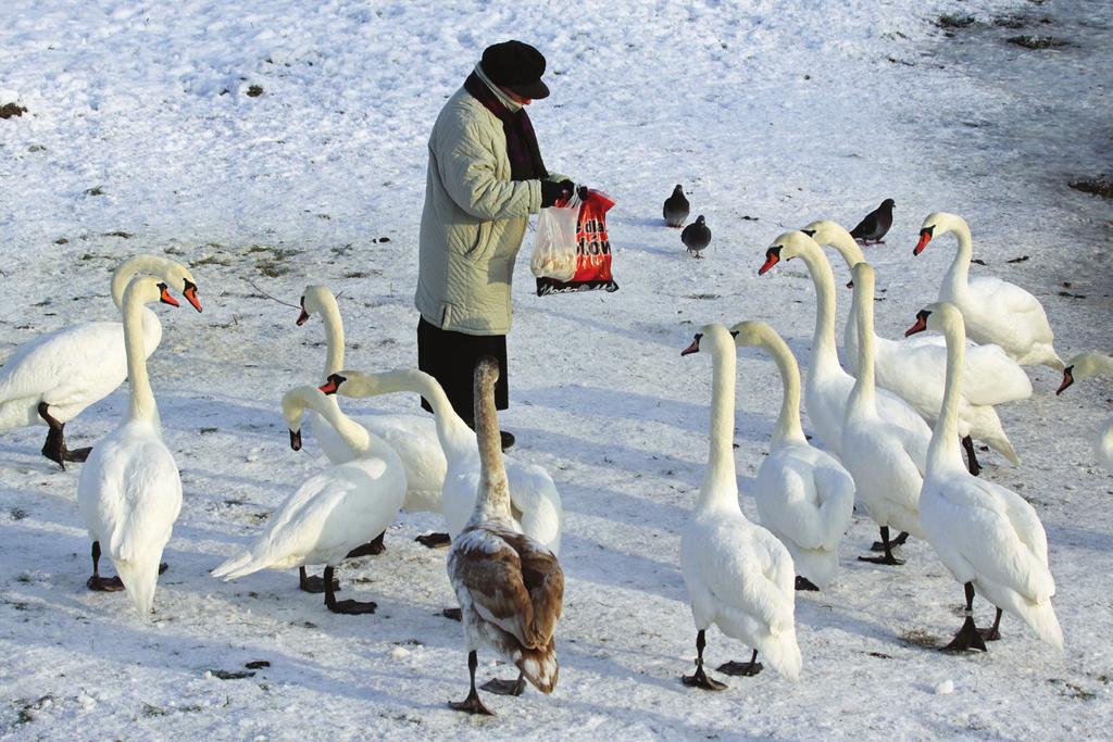 wienia, będą uzupełniać dzienne zapotrzebowanie w karmnikach. Wraz z nadejściem niskich temperatur i opadów śniegu ilość wykładanego pokarmu można zwiększyć.