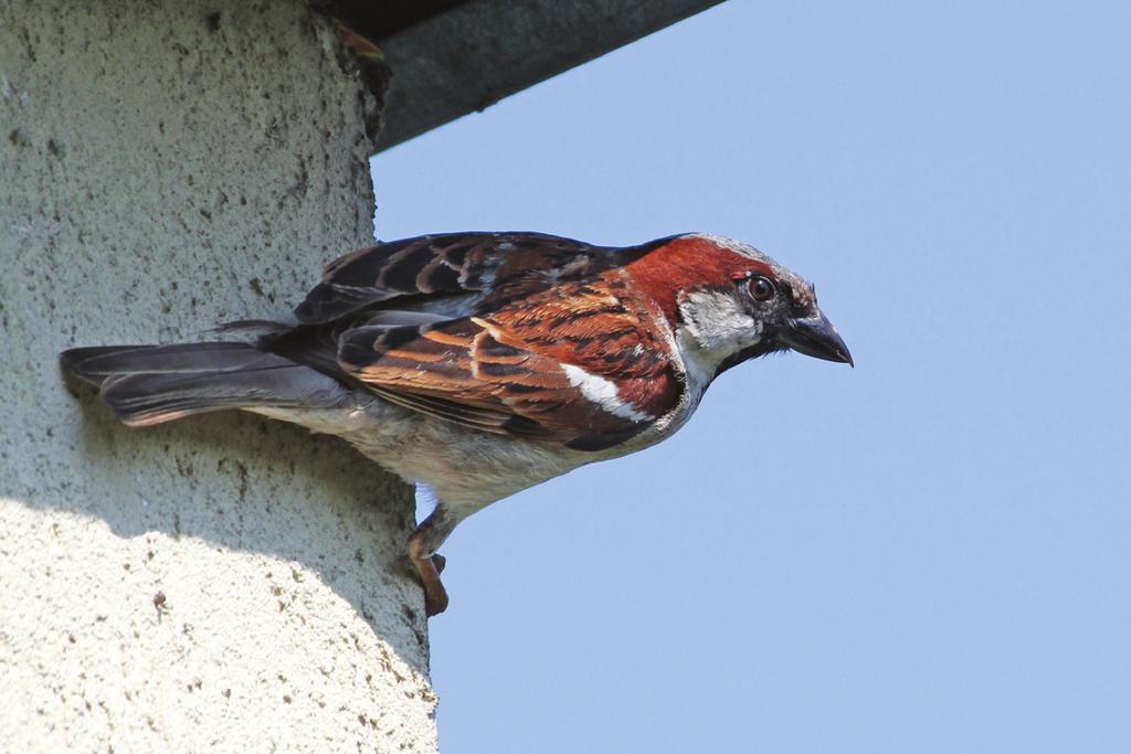 Siedliska, jakie miasto oferuje ptakom Wstęp Wbrew pozorom miasta są obszarami sprzyjającymi dużej różnorodności życia przyrodniczego.