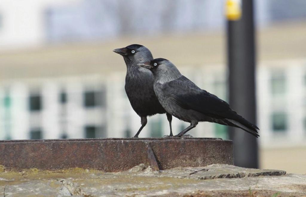 Blokowiska Strefy zabudowy niemieszkalnej oraz tereny ruderalne Spotykane w wielu miastach osiedla, na których dominują wysokie bloki mieszkalne pochodzące z różnych okresów.