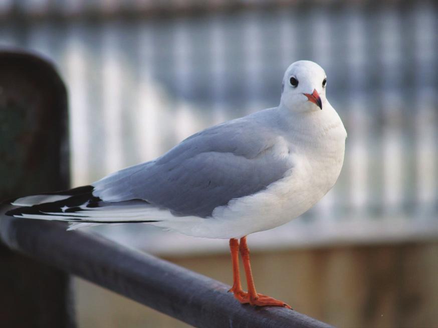 Powszechnie znany i często nielubiany przedstawiciel miejskiej awifauny. Potomek gołębia skalnego, występującego w stanie dzikim na skalistych wybrzeżach południowej i zachodniej Europy.