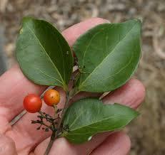 Alkaloidy grupy dihydroindolu struktura ustalona w roku 1946 przez Roberta Robinsona; synteza totalna opracowana w roku 1954 przez Roberta Woodwarda (agroda obla!