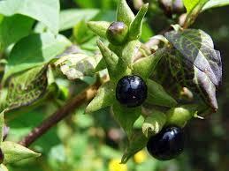 Alkaloidy grupy tropanu występuje naturalnie w Solanacee: pokrzyk wilcza jagoda (Atropa belladonna)*, lulek czarny (Hyoscymus niger) bieluń dziędzierzawa (Datura stramonium) ester tropiny