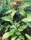 Alkaloidy grupy indolu M. Ishidate, M. kada, K.