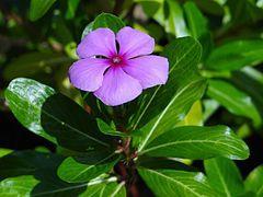 Alkaloidy grupy indolu, alkaloidy barwinków barwinek różowy Catharanthus roseus należy cytostatyków fazowo specyficznych (faza M); wiąże się z tubuliną i hamuje mitozę; blokuje syntezę DA, RA