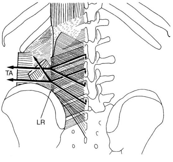 bezpośrednim połączeniom mięśnia poprzecznego brzucha zarówno z blaszką powierzchowną jak i warstwą środkową powięzi piersiowo-lędźwiowej oraz z wyrostkami poprzecznymi wszystkich kręgów lędźwiowych,
