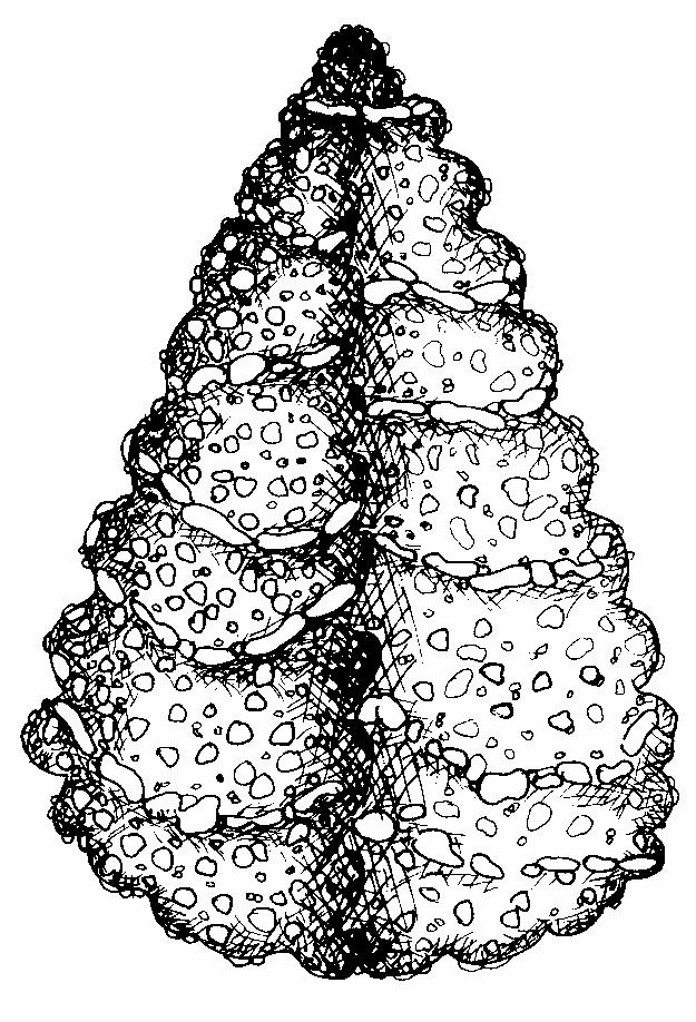 56 A. Czarna, M. Wyrzykiewicz-Raszewska, A. Witek 9 cm długości i 0,8 cm szerokości, natomiast w górnej 3-7 cm długości i 1,5-2 cm szerokości.