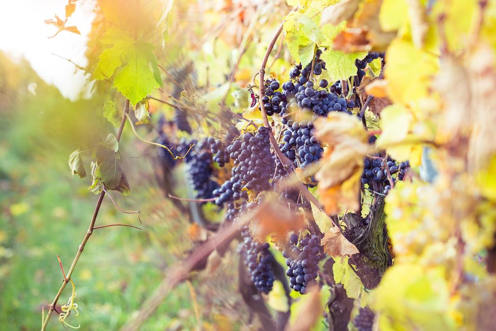 Zasady korzystania z łowiska Warmińska Winnica Warunkiem wstępu na łowisko i wędkowania jest : Wcześniejsze zapoznanie się z zasadami łowiska oraz wykupienie zezwolenia na wędkowanie u pracownika