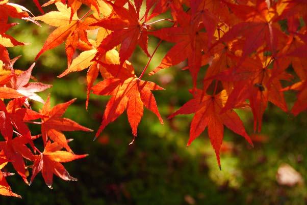 z Barwy jesieni Pozwala uchwycić jaskrawe czerwienie i żółcie jesiennych liści.