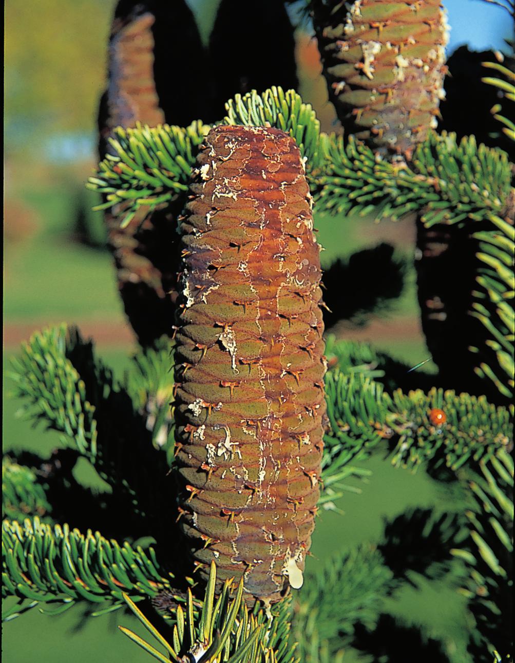 ABIES CONCOLOR 28 Wymagania Jodła ma płytki system korzeniowy. Jest wrażliwa na zanieczyszczenie powietrza i gleby.