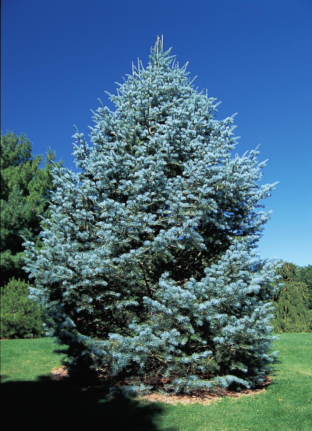 ABIES CONCOLOR 30 atrakcyjny wygląd niż świerk srebrny (Picea pungens) i jest długowieczna. Jej miękkie i lekkie drewno nadaje się do wyrobu skrzynek, pudełek i na miazgę papierniczą.