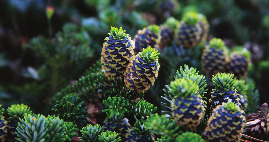 ABIES KOREANA 31 Abies koreana JODŁA KOREAŃSKA Jodła kalifornijska Wattezii Ten atrakcyjny gatunek pochodzi z gór południowej części Półwyspu Koreańskiego.