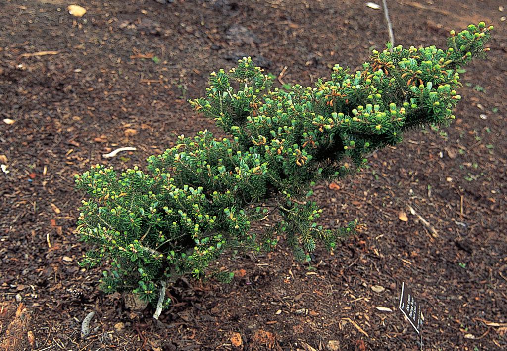 ABIES LASIOCARPA 32 Jodła koreańska Prostrate Beauty Odmiana Cis : miniaturowa, krzewiąca się, o ciemnozielonych igłach, rośnie około 2,5 cm na rok.