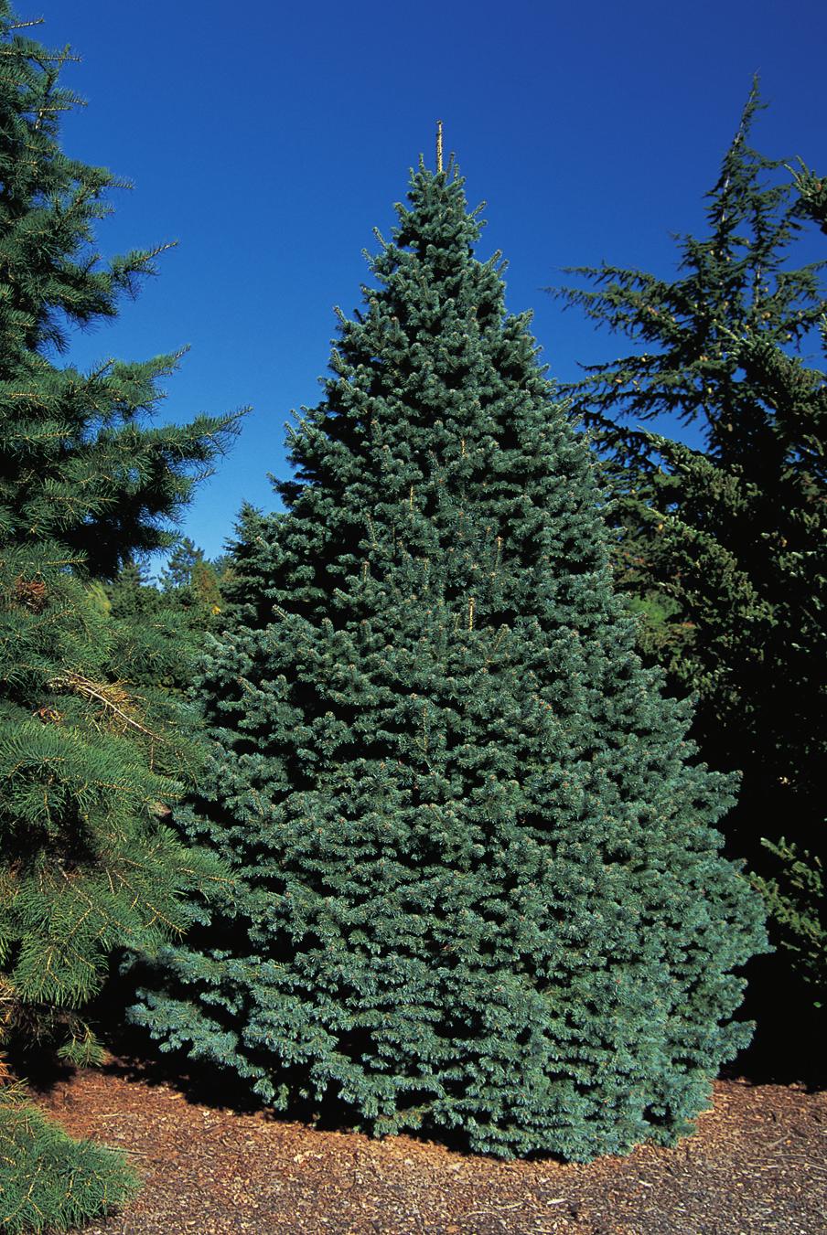 ABIES NORDMANNIANA 33 szara ze śladami żywicy, czasem przez spękania widać wewnętrzną warstwę o czerwonawym odcieniu. Jodła górska nie przeżywa pożarów lasu.