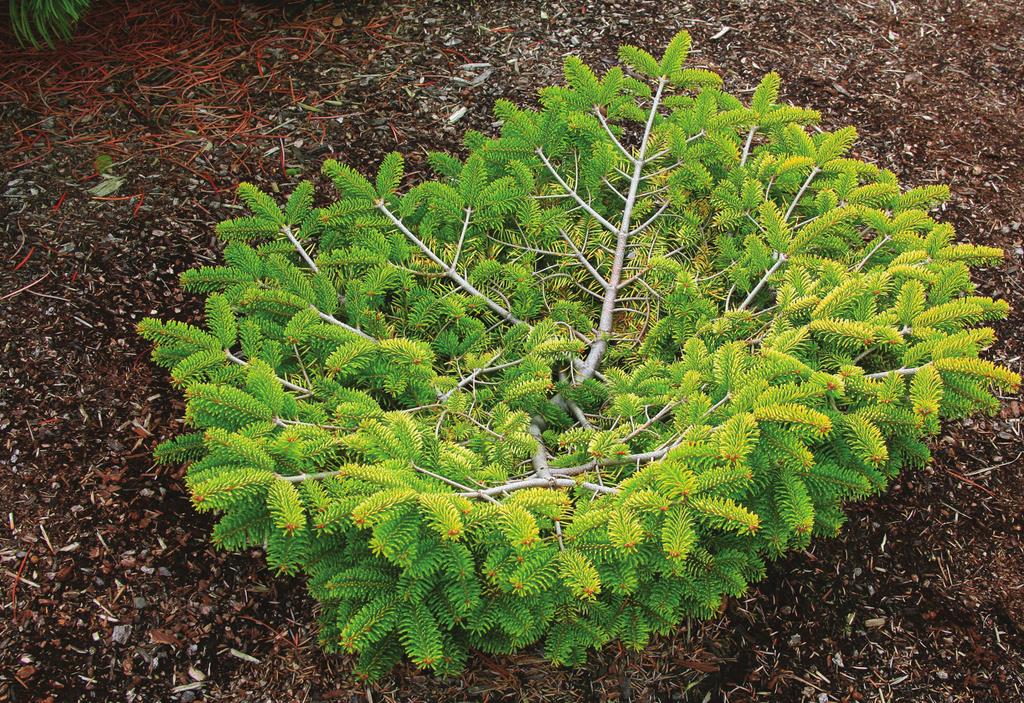ABIES PINSAPO 34 Jodła kaukaska Golden Spreader stożkowata, gałęzie lekko opadające, obrastające pień od podstawy. Wysokość 15 m, szerokość do 6 m. Przyrost roczny 20 30 cm.