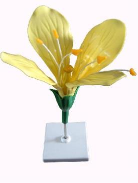 Szkielet żaby 194 23 Naturalne kości,  15 x 13 x 21 cm TKRV3017