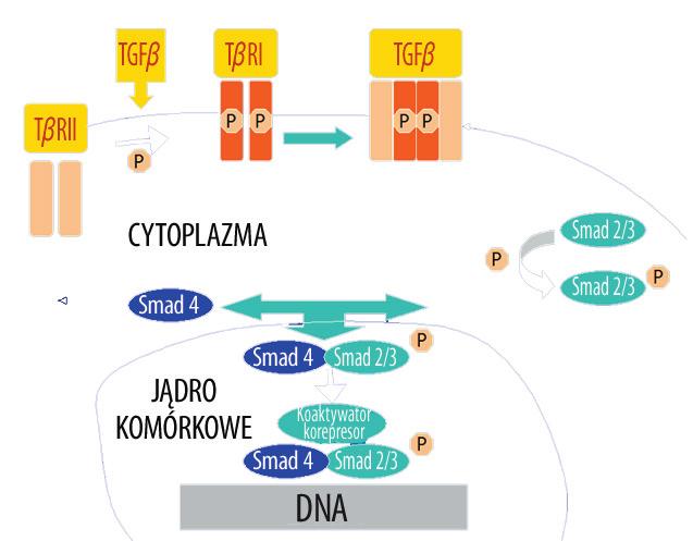 Postepy Hig Med Dosw (online), 2008; tom 62: 688-693 Najlepiej poznaną spośród nich jest TGF-beta 1, którą wytwarzają komórki dendrytyczne, leukocyty i komórki NK, a ludzki gen odpowiedzialny za