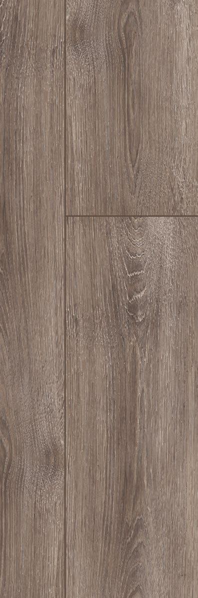 Oak Дуб Андромеда