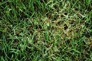 Zgorzel siewek traw - Damping-off Diseases Pythium, Rhizoctonia, Fusarium spp.