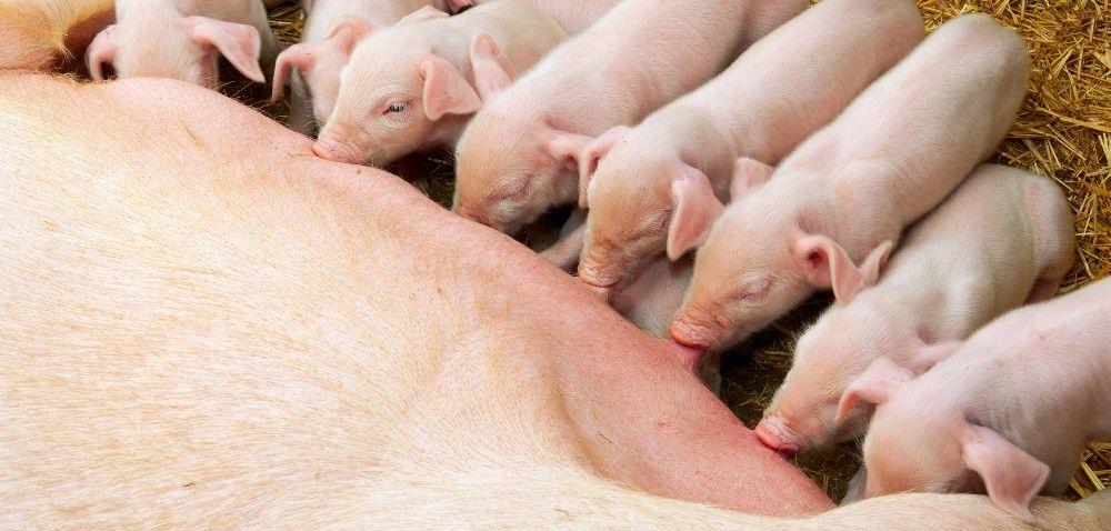 .pl https://www..pl Inseminacja. Cz.