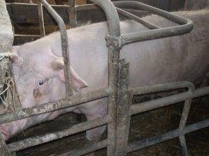 .pl https://www..pl Stosowanie flushingu w gruncie rzeczy przeznaczone jest tylko dla loszek. W przypadku macior, ze względu na szybko występującą ruję (ok.