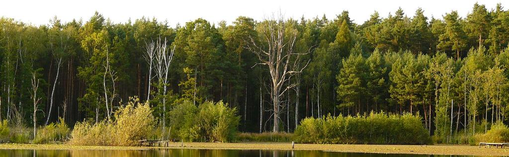 Lasy strefy klimatów umiarkowanych Ze względu na gospodarcze wykorzystanie największe znaczenie mają jednak lasy