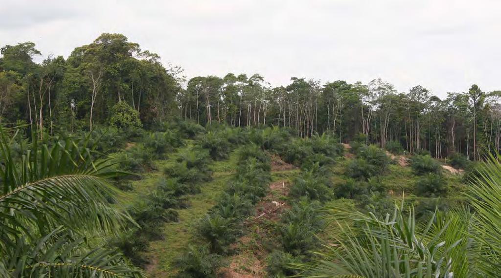 Gospodarka rabunkowa Najważniejszym powodem gwałtownej deforestacji Indonezji było powiększanie obszarów plantacji palmy oleistej.