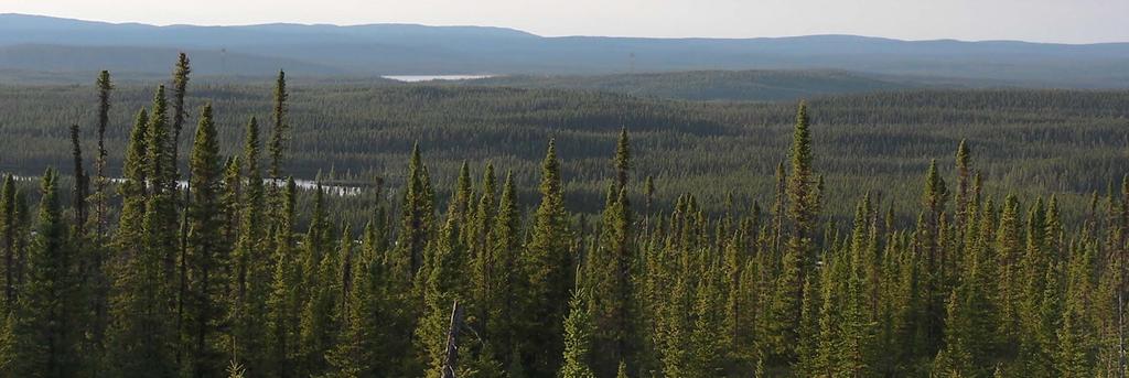 Są one świetnie przygotowane przed negatywnym wpływem panujących na północy warunków klimatycznych. Na obrzeżach tajgi występują także drzewa liściaste najczęściej brzozy.
