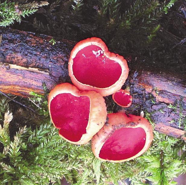 FLORA ŚWIAT GRZYBÓW I ROŚLIN przez rośliny.