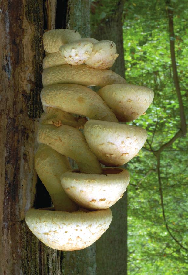 73 Grzyby jące długość prawie 20 cm i szerokość kilku cm, skorupiaste podkładki grzyba Camarops polysperma.
