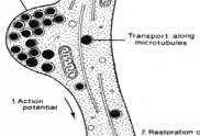 astrocytów) naczynia włosowate nadnercze nerka