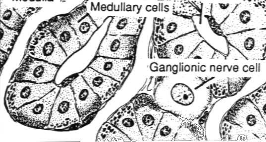 ziarnami lipofuscyny androgeny nadnerczowe (głównie