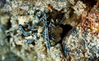 Pierwiastki rodzime Oprócz minerałów o skomplikowanych wzorach chemicznych, w Karkonoszach występują również minerały o budowie jednorodnej, złożone z jednego pierwiastka.