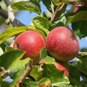 .pl Są różne opcje opłacalności do wykorzystania przez sadowników, by produkować i sprzedawać. Po pierwsze to produkcja jabłek jednokolorowych, doskonale nadających się na eksport do Azji.
