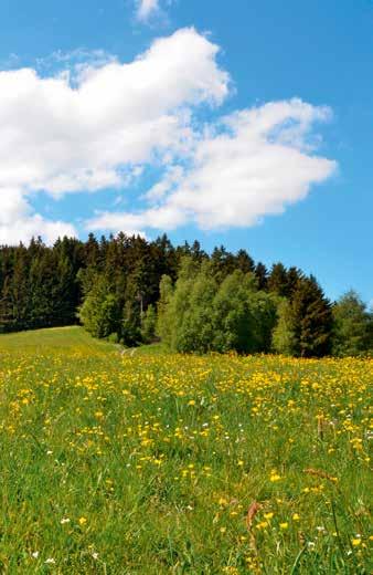 garażowe bramy podsufitowe RollMatic OD oraz 5 lat gwarancji na napędy Hörmann.* Hörmann daje dobry przykład innym.