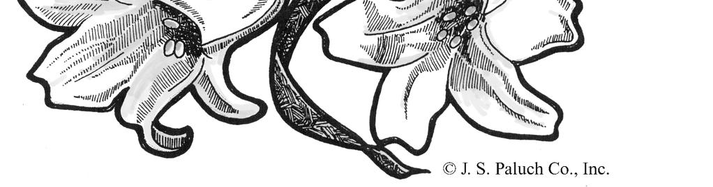 Sunday Masses: First Friday Masses: Baptisms, Marriages, Funerals by