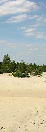 Warunki ekologiczne Siedlisko 2330 występuje na piaskach praktycznie pozbawionych pokrywy glebowej.
