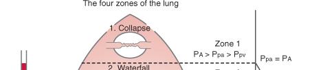 Układ oddechowy płucny przepływ krwi Strefy rozdziału przepływu krwi przez płuca zależnego