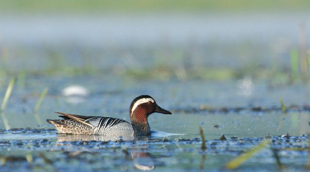 W ciągu ostatnich 10 lat na dzisiejszym obszarze Natura 2000 Dolina Środkowej Odry przestały gniazdować lub gniazdują tylko sporadycznie i nie corocznie, pojedyncze pary następujących gatunków: kulik